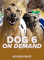 Dog 6 On Demand